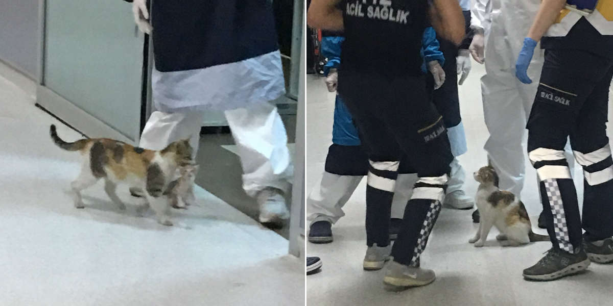 Stray Cat Carries Her Baby Into The Hospital For Help The Dodo