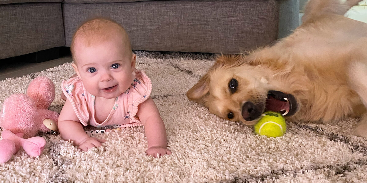 Golden Retriever Becomes A Good Boy For The Sweetest Reason - Videos ...