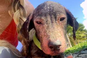 Hairless Puppy Found On Beach Is Gorgeous Now