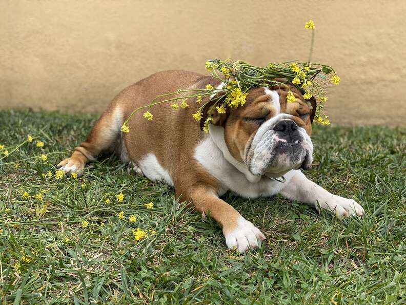 Muffin the bulldog puppy wears a flower crown