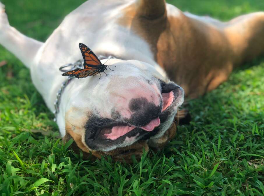 Butterfly lands on bulldog's face