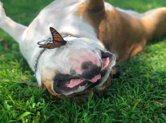 Butterfly lands on bulldog's face