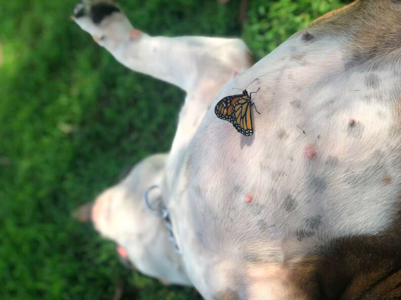 Monarch butterfly lands on bulldog puppy