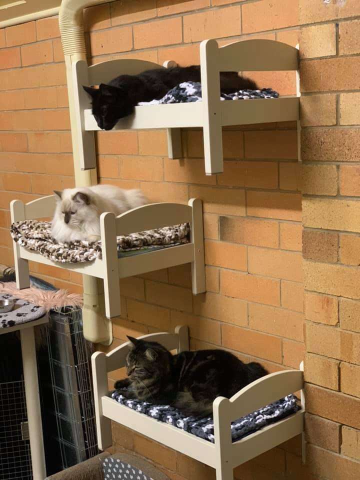 Ikea doll bed store cat