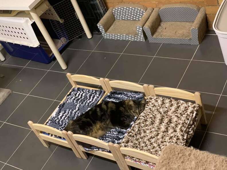 cat beds