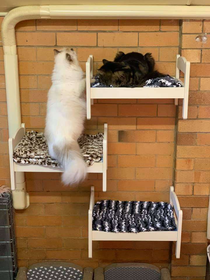 Doll beds for outlet cats