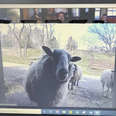 goats on zoom call