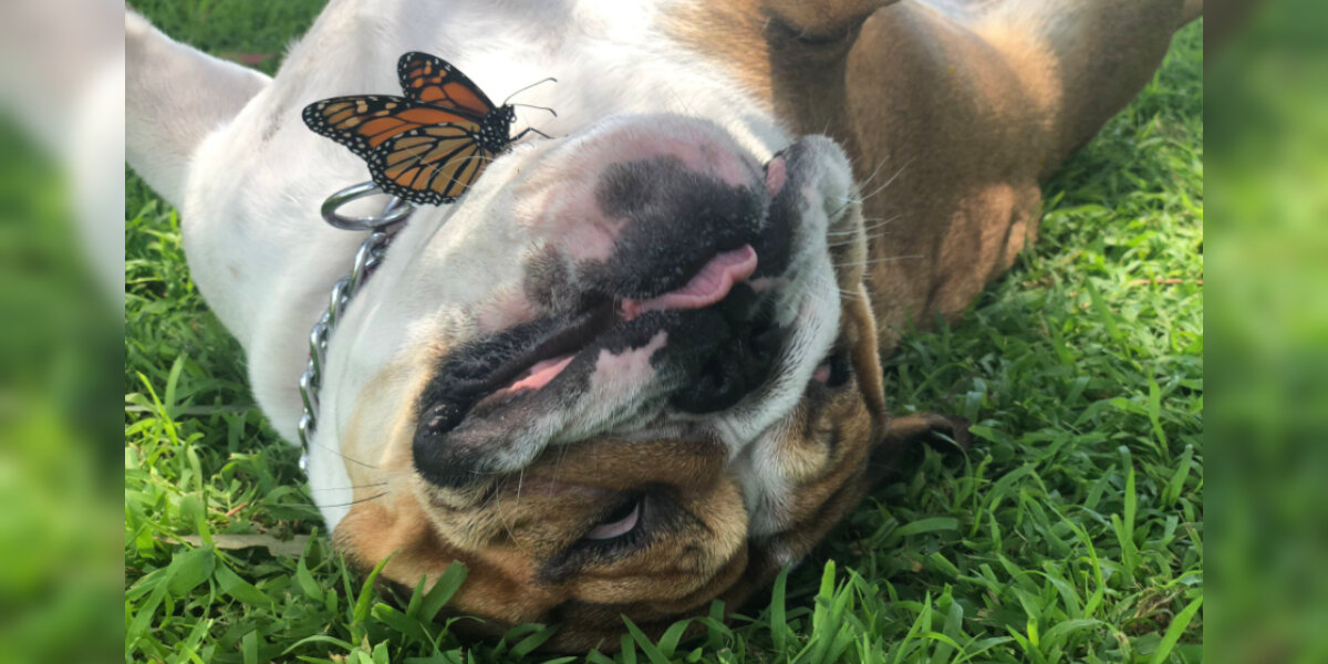 Dog clearance eats butterfly