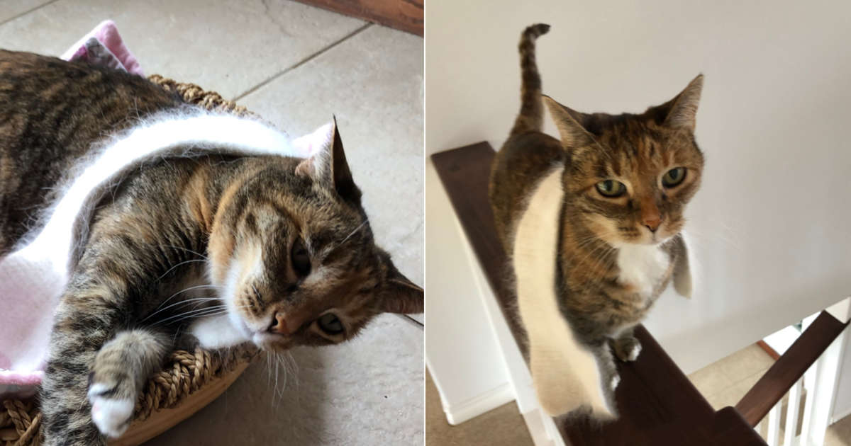 scarves with cats on