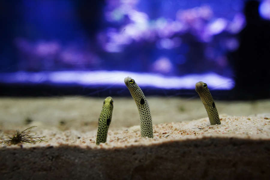 How to FaceTime With the Eels from Japan's Sumida Aquarium Right Now