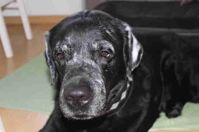 Black Lab turns white from vitiligo