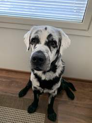 Blaze the black Labrador retriever with vitiligo