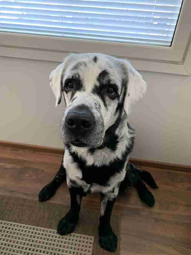 Blaze the black Labrador retriever with vitiligo