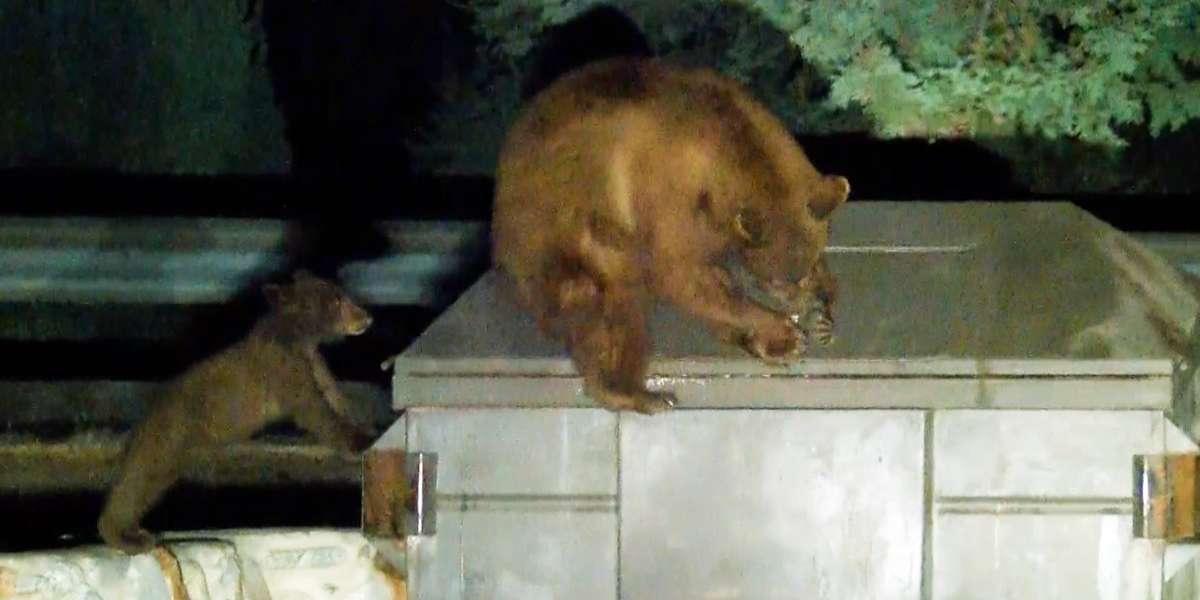 Mama Bear Tries To Rescue Her Baby Stuck In Dumpster - Videos - The Dodo
