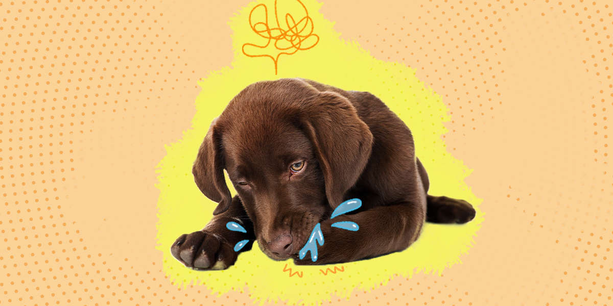 Does Your Dog Always Lick Her Paws? Here's Why. DodoWell The Dodo