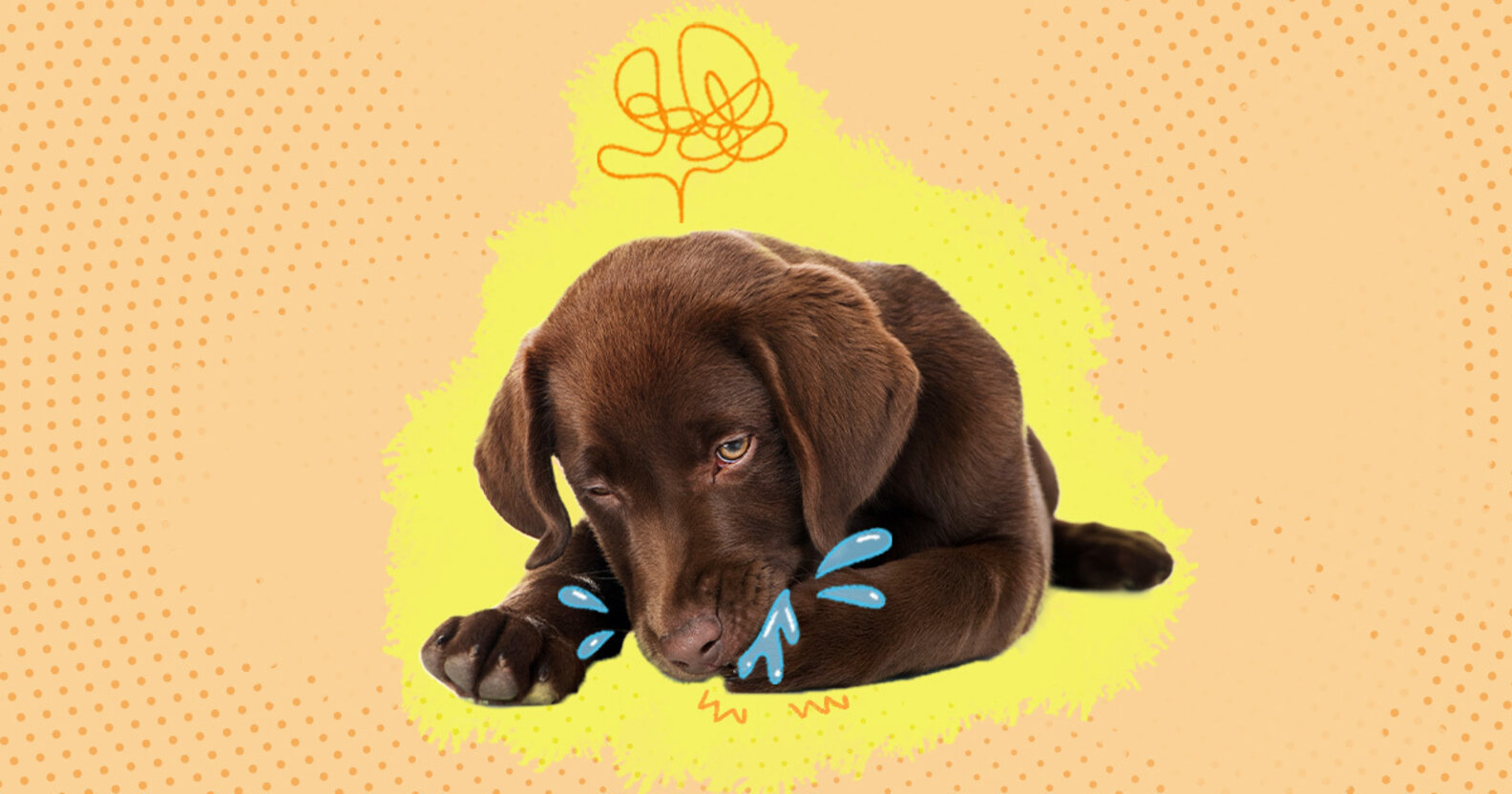 Does Your Dog Always Lick Her Paws? Here's Why. DodoWell The Dodo