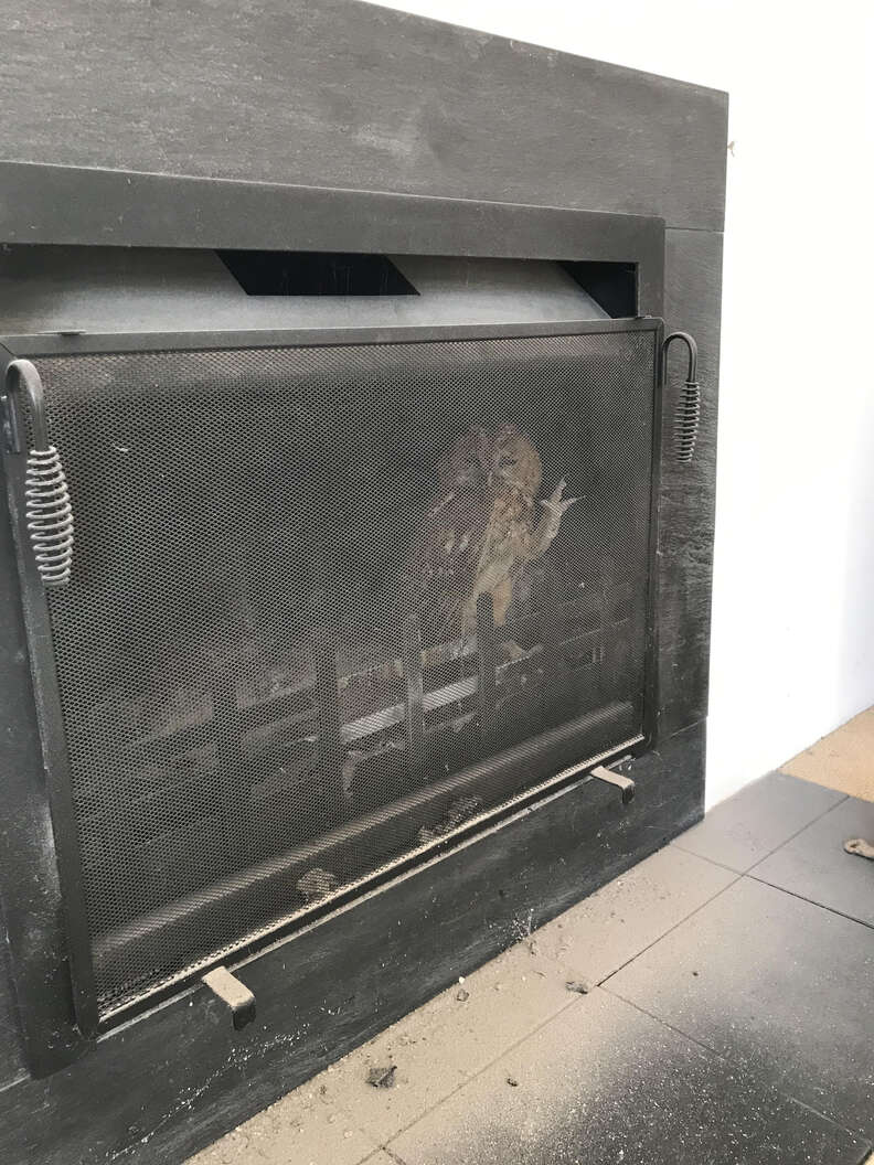 owl stuck in fireplace