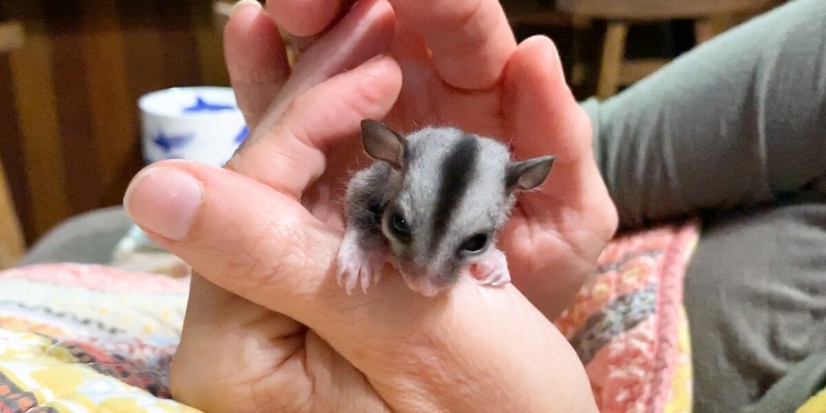 My little sugar store glider