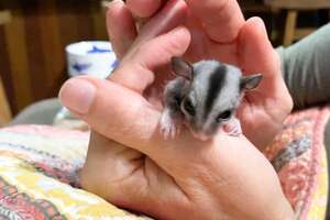 Baby Sugar Glider Figures Out How To Glide