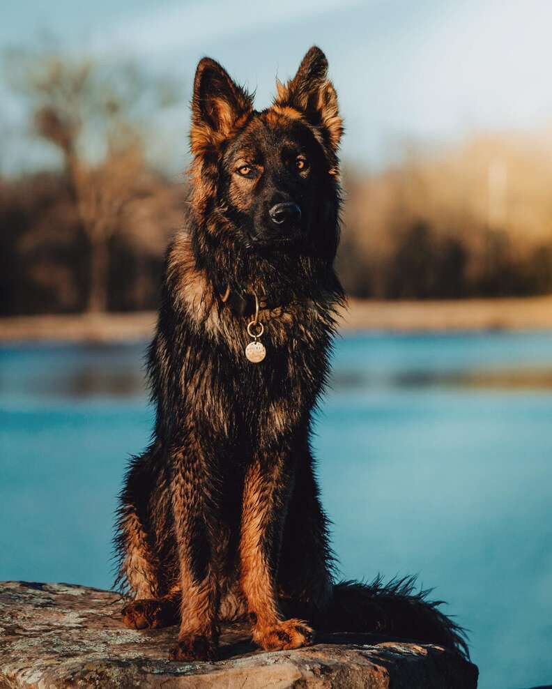 how to keep german shepherd cool in summer