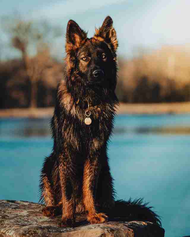 Kai the birdbath loving dog