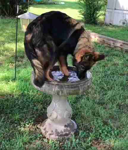 Dog jumps into birdbath