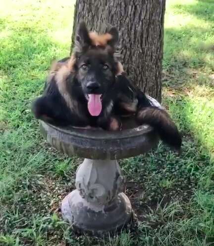 Dog lays in birdbath