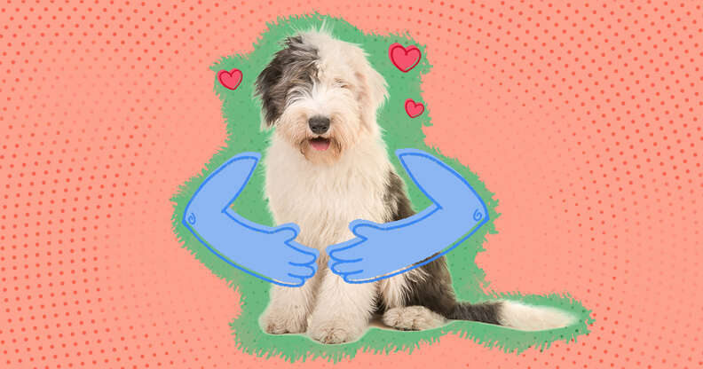 Using Gifs To Introduce You To Dog Days