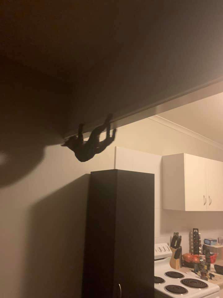 cat climbs ceiling