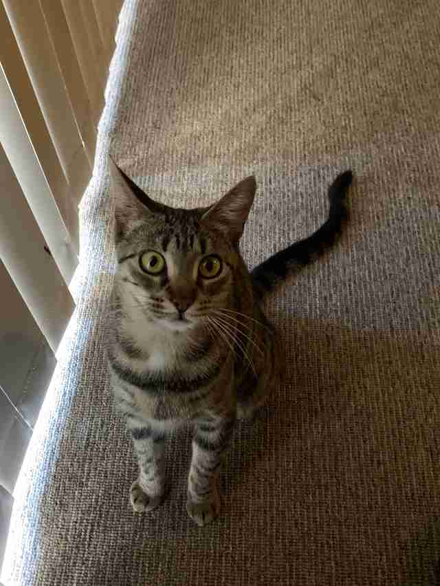 cat climbs ceiling