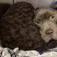 Skinny Pittie Who Couldn't Walk Gets So Big And Strong
