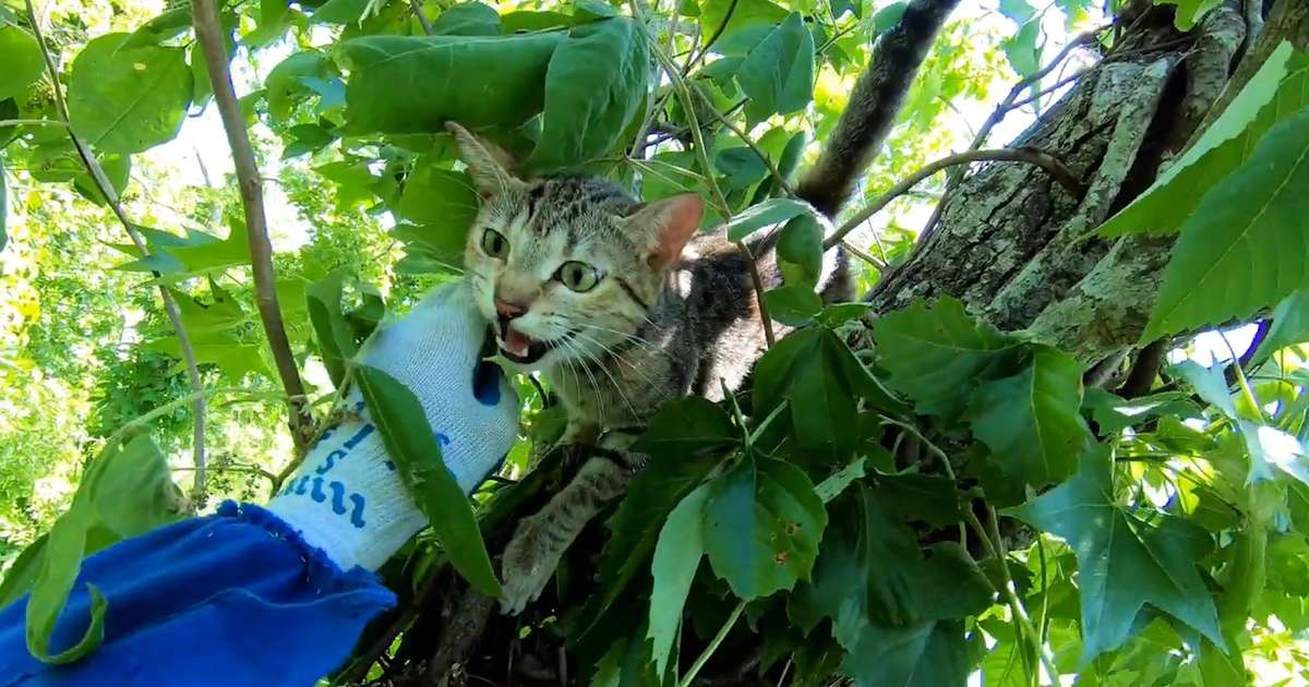 Cat Has The Sweetest Reaction To Being Rescued From A Tree Videos