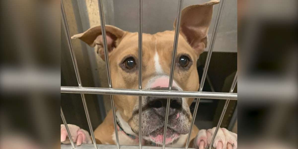 Pittie Stuck In Shelter For 1,300 Days Needs A Very Special Family