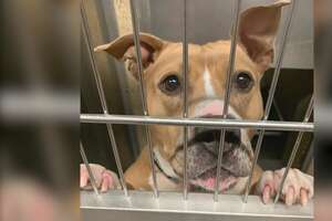Pittie Stuck In Shelter For 1,300 Days Needs A Very Special Family