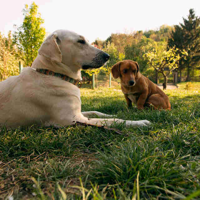 A dog comes shows up in woman's yard