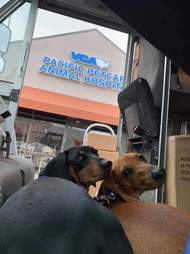 fedex dogs