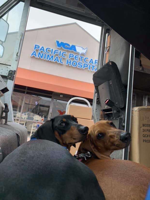 Dogs Go With Dad On His FedEx Deliveries The Dodo