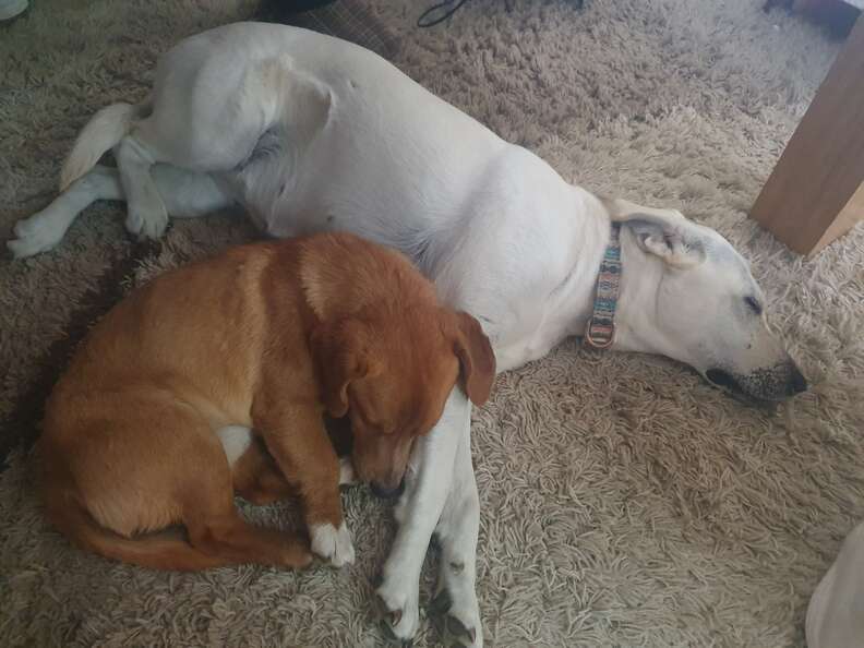 Strudel snuggles up to his new sister