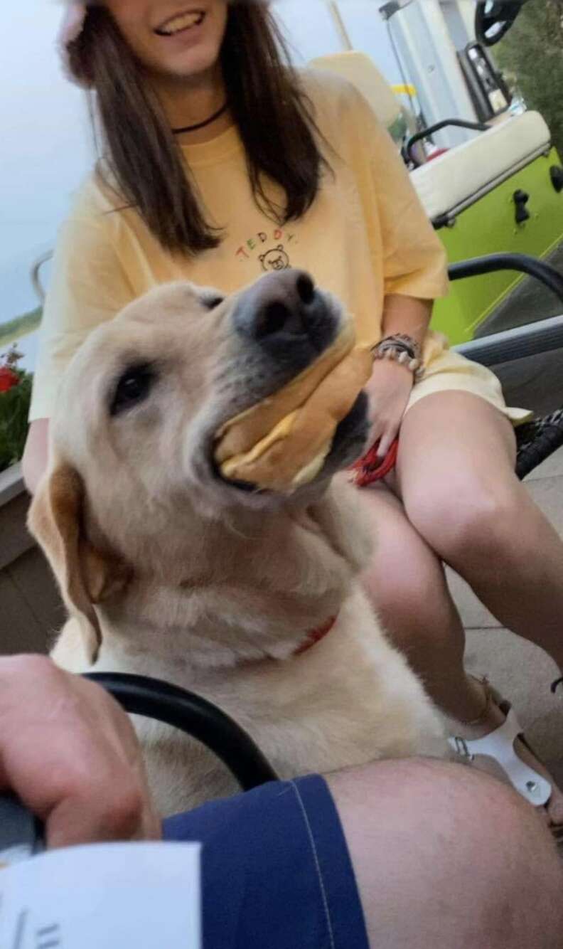 dog swims to boat