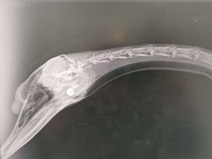 A swan in England gets a bullet removed from her head