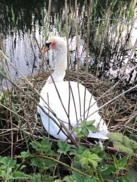 A clutch of eggs left by an injured swan