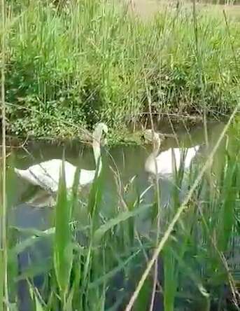 Injured swan reunites with her mate