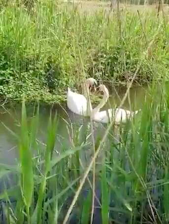 Swan mates have touching reunion