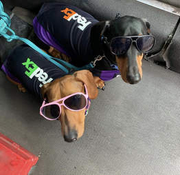 fedex dogs