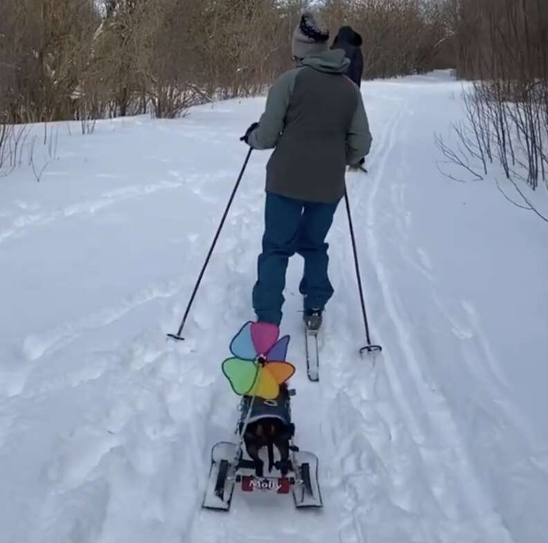 wheelchair skis