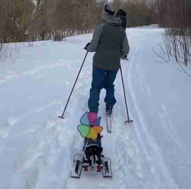 wheelchair skis