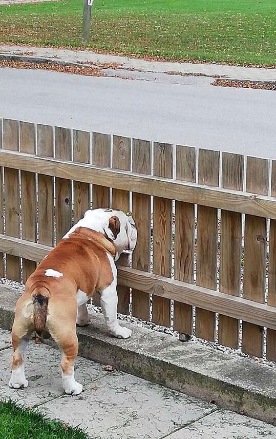 bulldog fence company