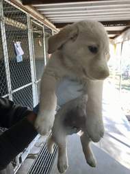 yellow lab truvy