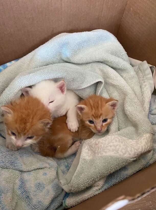 yellow lab loves foster kittens