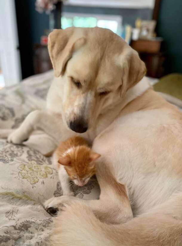 yellow lab loves foster kittens